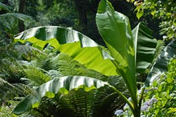 pond fronds